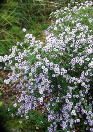 ASTER ericoides Blue Star